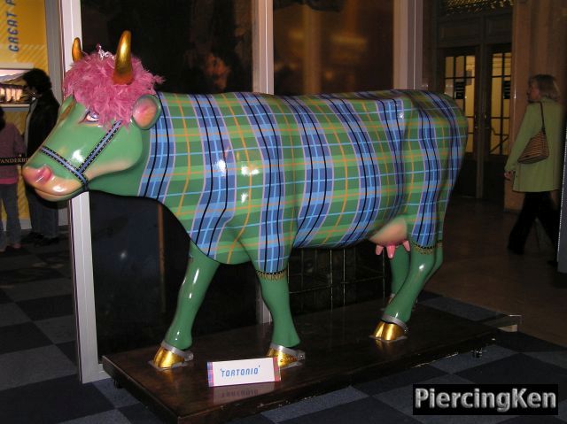 scottish cow