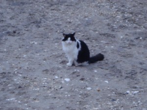 boardwalk cats project, atlantic city nj