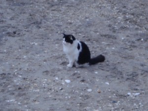 boardwalk cats project, atlantic city nj