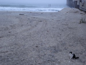 boardwalk cats project, atlantic city nj