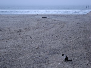 boardwalk cats project, atlantic city nj