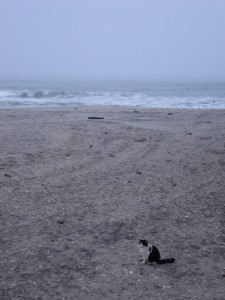 boardwalk cats project, atlantic city nj