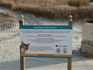 boardwalk cats project, atlantic city nj